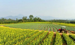 芦荟花的功效与作用 芦荟花的功效与作用及禁忌症