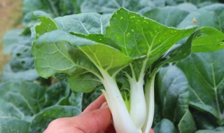 奶白菜不能和什么一起吃（奶白菜不能和什么一起吃呢）