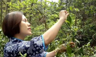 满山香的功效与作用 中药满山香的功效与作用