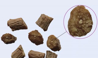 酒川牛膝的功效与作用 酒川牛膝的功效与作用及禁忌