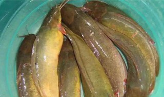 塘角鱼的功效与作用（塘角鱼的功效与作用图片）