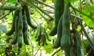 晒干狗豆的功效与作用 狗仔豆晒干的功效