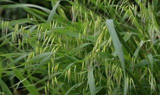 野麦子的功效与作用 野麦子的功效与作用野刺梨