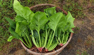 菠菜猪红汤怎么做好喝 菠菜猪红汤怎么做