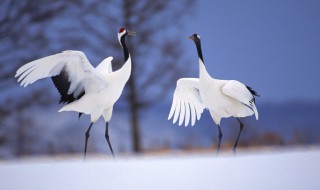 丹顶鹤的家乡在哪个省（丹顶鹤的家乡在哪里黑龙江）