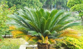 铁树的养殖方法和注意事项（巴西铁树的养殖方法和注意事项）