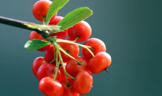 火棘果的功效与作用（火棘果的功效与作用及禁忌）