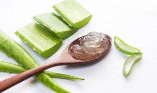 芦荟的肉怎么保鲜 芦荟的肉怎么保鲜储存