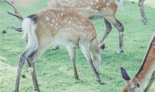 鹿是哺乳动物吗（长颈鹿是哺乳动物吗）
