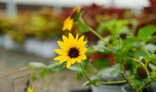 向日葵种植技术有哪些 向日葵种植技术有哪些种类