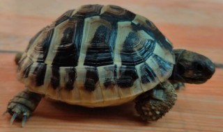 赫曼陆龟怎么养 赫曼陆龟养一只还是多只