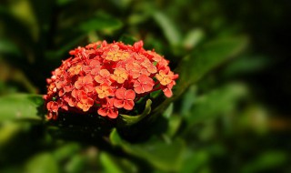 龙船花该如何养殖 龙船花该如何养殖视频