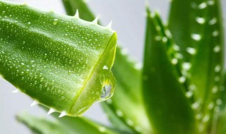 芦荟鲜叶的补水方法（新鲜的芦荟叶怎么使用）