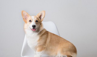 怎么样训练狗狗听话（狗狗要怎么训练才听话）