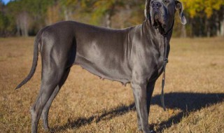 大丹犬怎么训练 大丹犬怎么训练视频