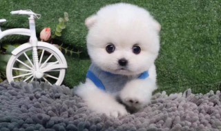 茶杯犬怎么训练（茶杯犬怎么训练视频教程）