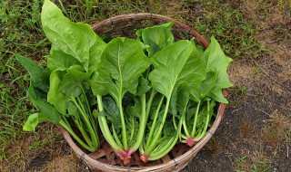 清爽芝麻菠菜墩怎么做的 清爽芝麻菠菜墩怎么做