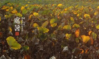 处暑的传统习俗 处暑的风俗有哪些