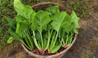 金蛋牛肉煮菠菜怎么做 金蛋牛肉煮菠菜怎么做的