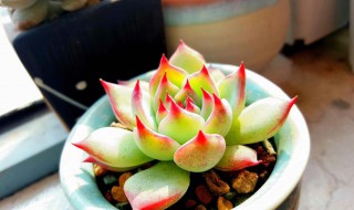 吉娃莲怎么把叶子收紧 吉娃莲开花后怎么处理