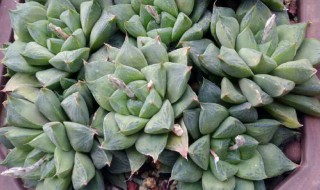 草玉露怎么养爆盆（怎样养玉露才能快点爆盆）