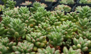 虹之玉怎么繁殖 虹之玉如何繁殖