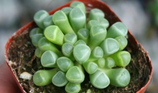 五十铃玉开花后怎么处理（五十铃玉叶子开裂）