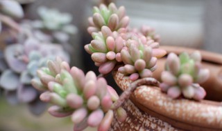 虹之玉怎么换盆（虹之玉怎么换盆视频）