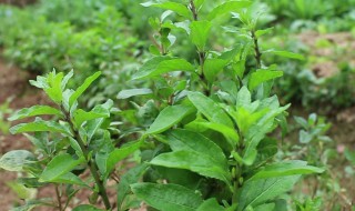 枸杞叶子发黄是怎么回事 枸杞老叶子变黄什么原因
