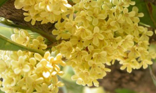 杭州市花是什么（杭州市市树和市花）