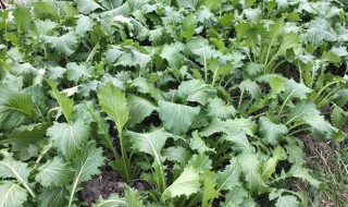 雪里红怎么种植（雪里红什么时候种最合适）