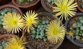 五十铃玉的花期多长 五十铃玉养几年才开花