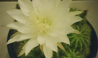 子孙球什么时候开花 子孙球什么时候开花最好