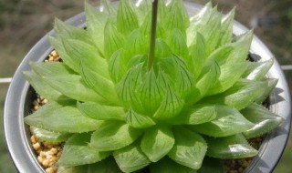 樱水晶的养殖方法 樱水晶的养殖方法和技术