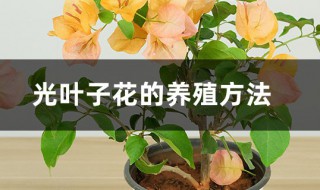 三角梅怎样扦插 光叶子花的养殖方法