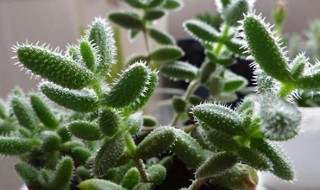 雷童的养殖方法(雷童怎么扦插)