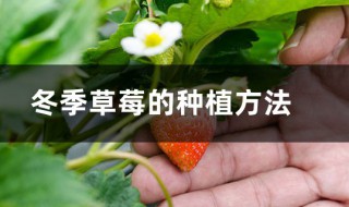 冬季草莓怎么种植管理 冬季草莓种植技术与管理