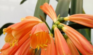 垂笑君子兰的花语（垂笑君子兰不吉利吗）