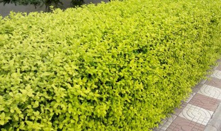 金叶女贞怎么养护 金叶女贞如何养护