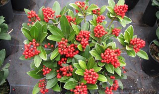 红玉珠怎么养(红玉珠怎么养护)