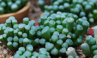 五十铃玉怎么养 五十铃玉怎么养护