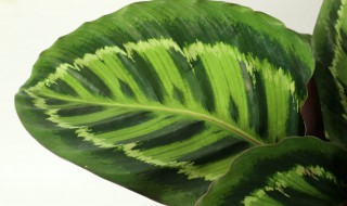 竹芋叶子卷曲怎么补救（竹芋叶子卷曲怎么补救视频）