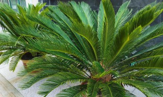 铁树冬天能在北方外面过冬吗(铁树在北方室外可以越冬吗)