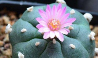 乌羽玉怎么种 乌羽玉种植