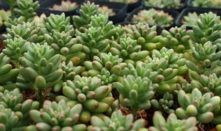 虹之玉怎么叶插繁殖（虹之玉可以叶插繁殖吗）