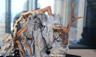 杜鹃根怎么处理才能下缸（杜鹃根处理方法）