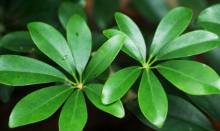 招财树叶子发黄怎么处理怎么补救 招财树叶子发黄怎么处理怎么补救发