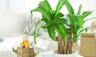 水培巴西木叶子发黄原因及解决办法 水培巴西木叶子发黄原因及解决办法