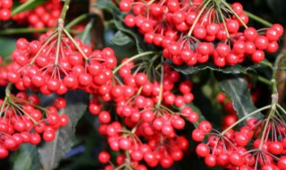 金玉满堂花的寓意是什么 金玉满堂花的寓意是什么呢