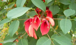 鸡冠刺桐怎么种植 鸡冠刺桐可盆栽吗